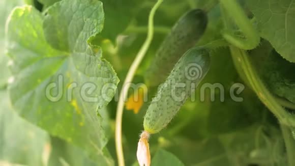 黄瓜挂在温室的树枝上植物温室生长技术绿色文化视频的预览图