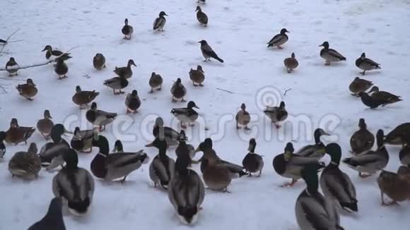鸭子和鸽子冬天在城市公园的池塘边视频的预览图