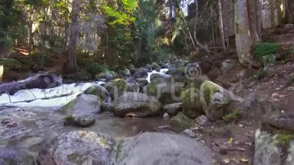 森林中山河中倒下的树木视频的预览图