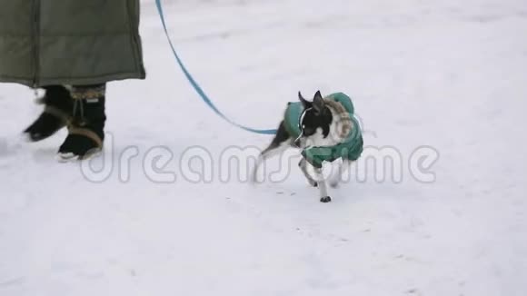 一只穿着绿色夹克的小吉娃娃狗在颤抖沿着一条白雪覆盖的街道奔跑旁边是一个视频的预览图