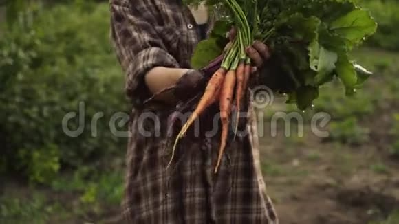 农夫手里拿着一串新鲜的有机胡萝卜和甜菜蔬菜视频的预览图