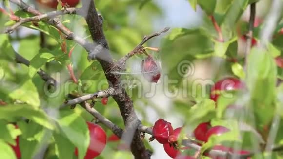 关闭日本灌木樱花果后鸟网羽毛上的水果意味着一只鸟被困在以前4k镜头视频的预览图