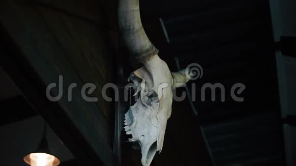 亨特的头骨奖杯挂在黑暗的房间里有着巨大角的令人毛骨悚然的牛骨架视频的预览图