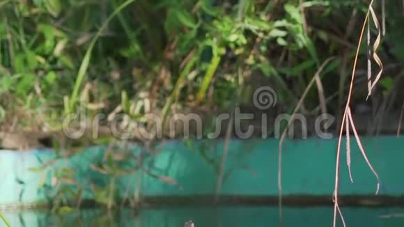 两只乌龟在一个绿色的池塘里两只小乌龟坐在湖上两只海龟晒太阳视频的预览图