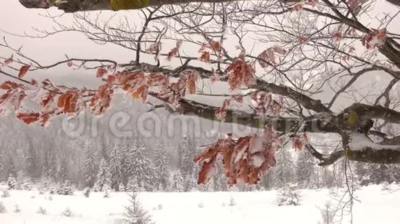 树枝上的冻干榉树叶子视频的预览图