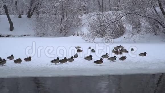 鸭子和鸽子冬天在城市公园的池塘边视频的预览图
