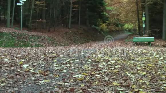 秋天树叶落在森林里穿过森林道路视频的预览图