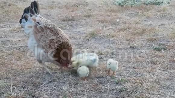 母鸡和小鸡一起找食物视频的预览图