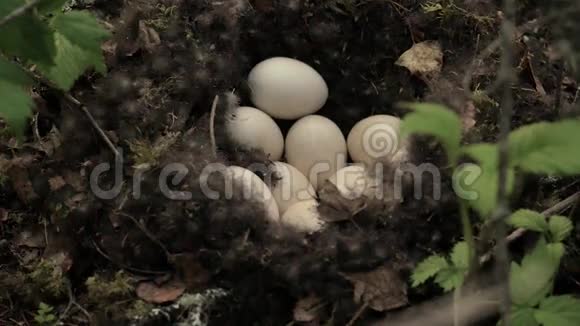 马拉达有鸡蛋的窝视频的预览图