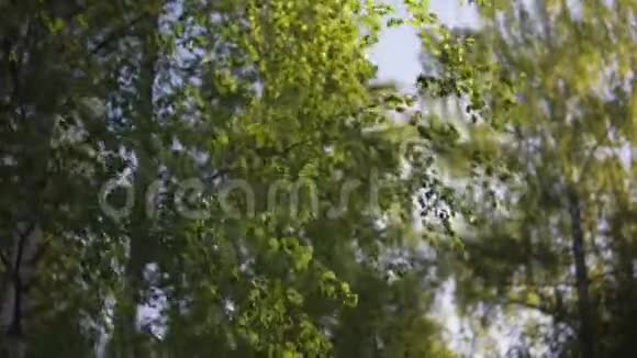 白桦林相机在日落时向前移动近距离拍摄风吹视频的预览图