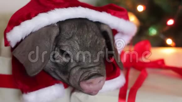 圣诞和新年装饰与可爱的新生猪在圣诞老人的服装礼物盒中国的象征视频的预览图
