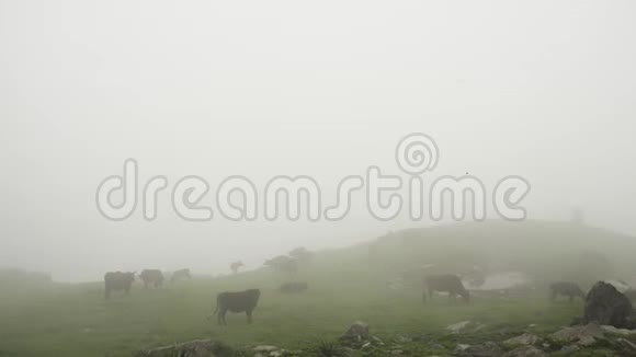 高山牧场云雾缭绕的牛群视频的预览图