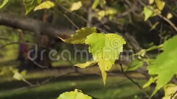 金色的黄色的咧着嘴笑的叶子在风中吹过公园里的绿树秋天的背景摇摆不定视频的预览图