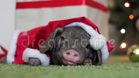 一只穿着圣诞老人服装的小猪躺在圣诞节和新年的室内鼻子动作滑稽中国的象征视频的预览图