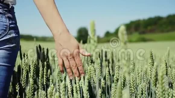 夏季接触小麦收获的女性农学家视频的预览图