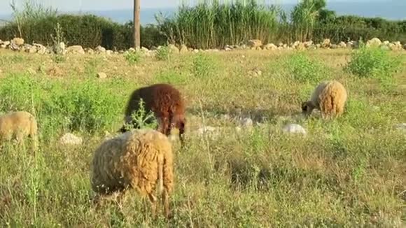 希腊克里特岛草地上的羊视频的预览图