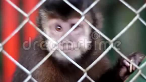 猴子卡布钦视频的预览图