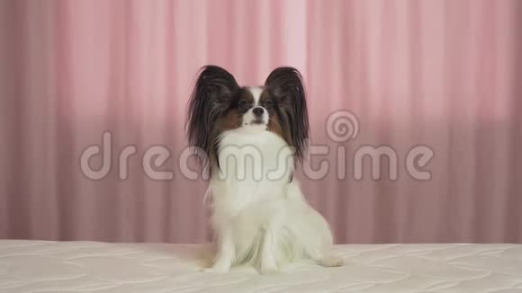 美丽的狗帕皮龙正坐在床上用他的后腿站立着视频的预览图