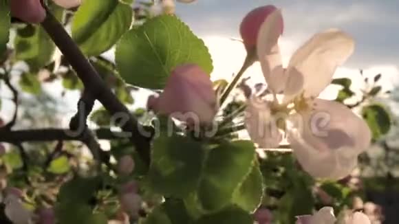 盛开的花苹果树在风中摇曳阳光透过花瓣照耀视频的预览图