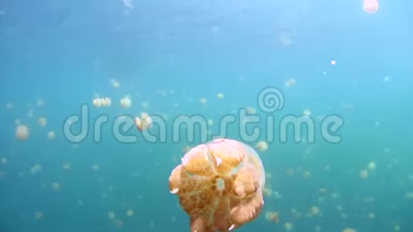 一个水母湖帕劳金水母视频的预览图