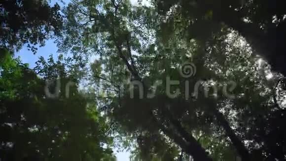 美丽的森林有绿树低角度蓝天夏日阳光照耀的树林视频的预览图