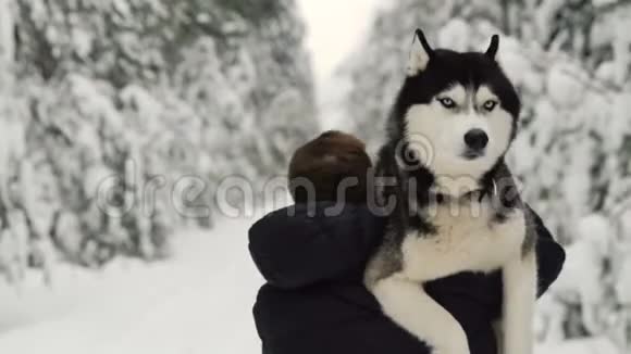 一个人穿过森林把一只狗抱在怀里森林里的西伯利亚哈士奇男人帮我带狗视频的预览图