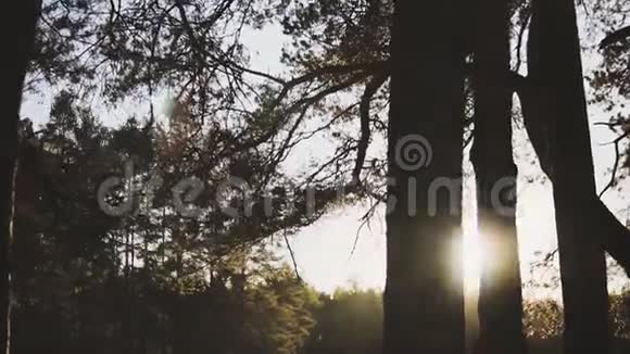 镜头穿过森林中的树木和树枝向前移动视频的预览图