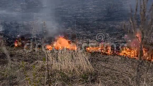 森林里的大火视频的预览图