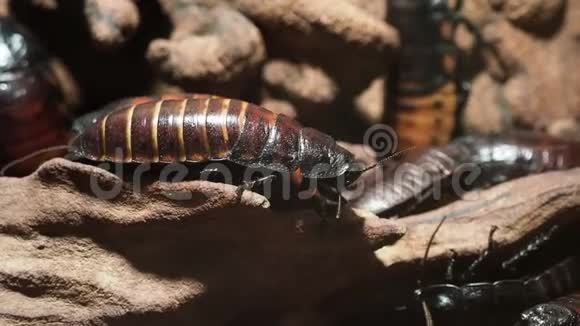 蟑螂坐在石头表面视频的预览图
