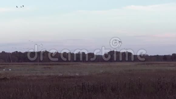 在迁徙过程中日落时的沙丘鹤视频的预览图