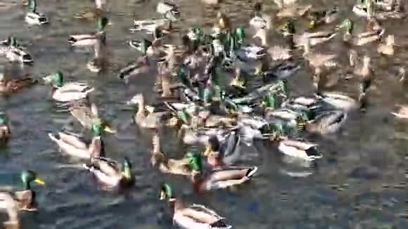 池塘里的一群鸭子视频的预览图