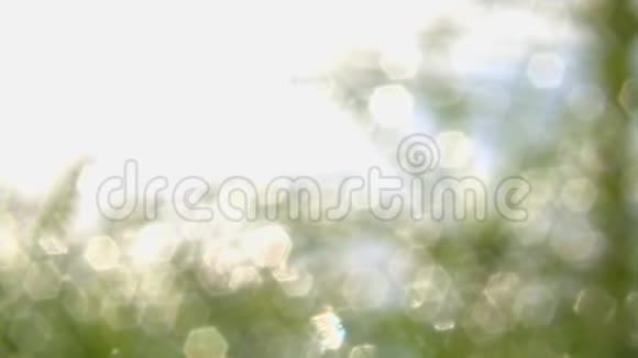 松树幼苗上的水滴视频的预览图