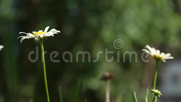花卉经营理念特写镜头夏天美丽的雏菊在草坪上盛开白色的雏菊花随风飘荡视频的预览图