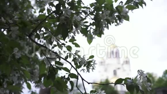 靠近一棵苹果树枝上面有白色的花和它后面美丽的教堂库存录像它的穹顶视频的预览图