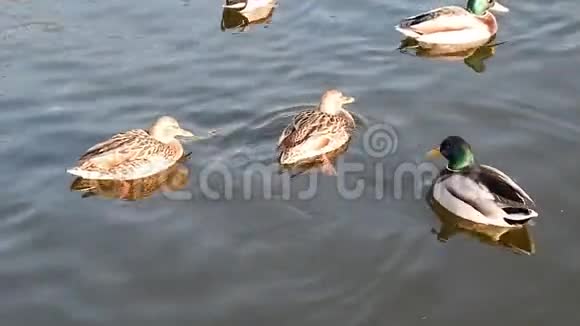 池塘里的一群鸭子视频的预览图