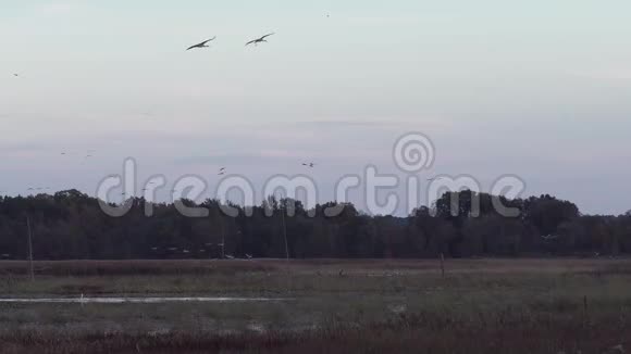 在迁徙过程中日落时的沙丘鹤视频的预览图