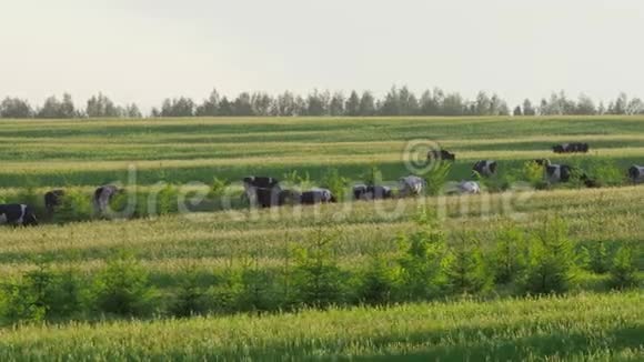 一群牛在夏天的一天在牧场上吃绿色多汁的草4K视频的预览图