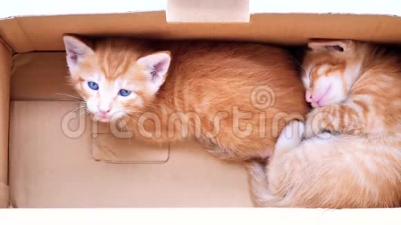 两只可爱的生姜小猫在盒子里一只在睡觉一只在看相机可爱的宠物4k镜头慢动作视频的预览图