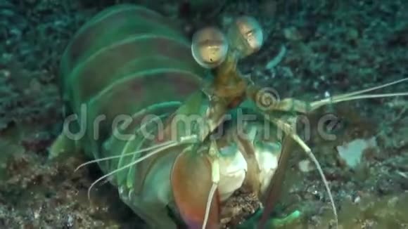 伦贝海峡沙上螳螂尾蚴培养器视频的预览图