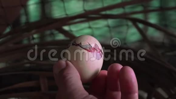 白种人男性手拿鸡孵蛋农夫养殖鸡视频的预览图