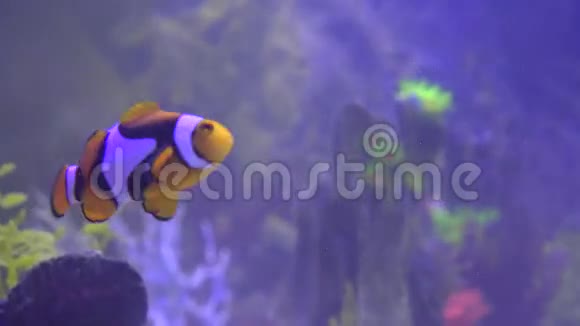 热带鱼小丑鱼视频的预览图