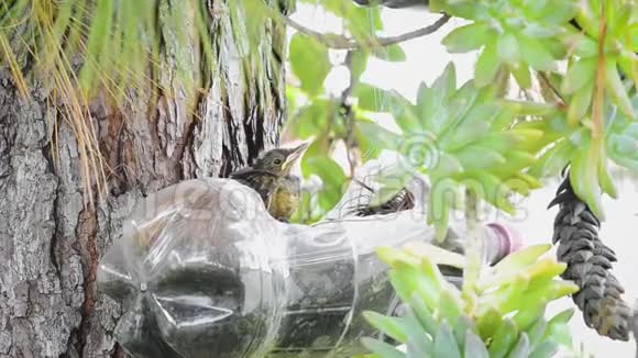 一只小鸟在重新使用的苏打水瓶上视频的预览图