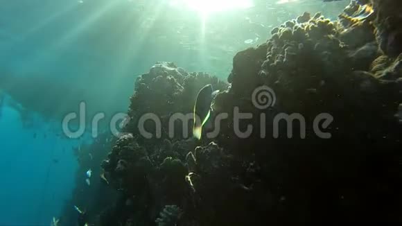五颜六色的鱼靠近水下在红海射击慢动作视频的预览图