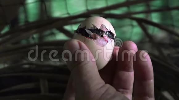 白种人男性手拿鸡孵蛋农夫养殖鸡视频的预览图