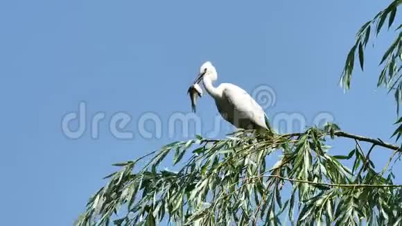 白色的白鹭坐在柳树的顶端有蓝天的背景吞下一条大鱼大白鹭降落在树视频的预览图