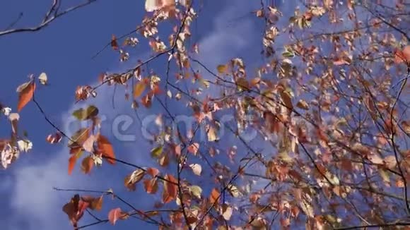 金色黄色和橙色的叶子在风中吹过蓝色多云的天空秋天的背景在树叶中摇摆视频的预览图