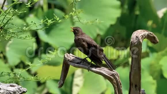 普通黑鸟Turdusmerula站在一个牌子上环顾四周最后飞走了4k电影慢动作视频的预览图