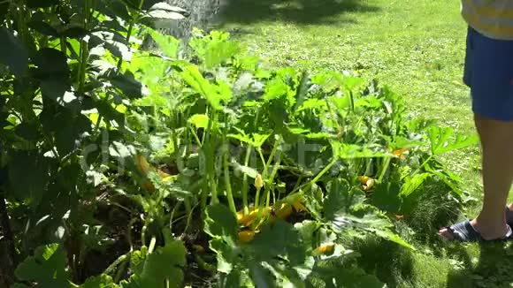 农场工人用手用浇水罐工具浇花胡瓜蔬菜植物4K视频的预览图