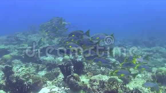 印度洋珊瑚等待清洁鱼类中的东方甜唇Plectorhinchusvittatus学校视频的预览图