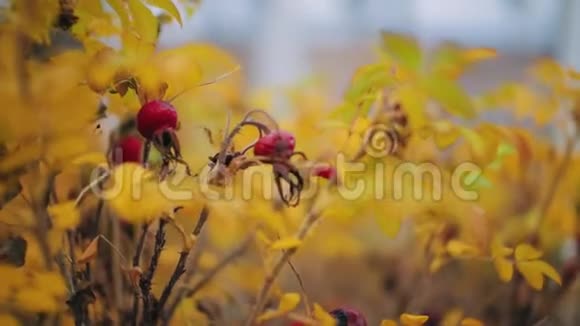 秋天野玫瑰灌木果实随风摇动日落视频的预览图